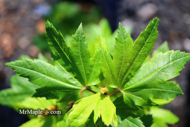 - Acer circinatum 'Baby Buttons' Dwarf Japanese Maple - Mr Maple │ Buy Japanese Maple Trees