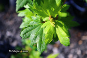 - Acer circinatum 'Baby Buttons' Dwarf Japanese Maple - Mr Maple │ Buy Japanese Maple Trees