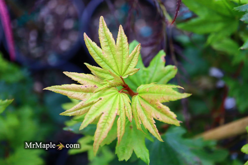 Buy Acer circinatum 'Baby Buttons' Dwarf Japanese Maple — Mr Maple