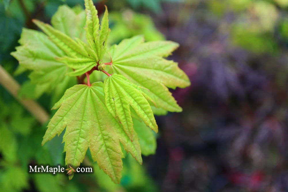 Buy Acer circinatum 'Baby Buttons' Dwarf Japanese Maple — Mr Maple
