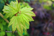 - Acer circinatum 'Baby Buttons' Dwarf Japanese Maple - Mr Maple │ Buy Japanese Maple Trees