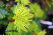 - Acer circinatum 'Baby Buttons' Dwarf Japanese Maple - Mr Maple │ Buy Japanese Maple Trees