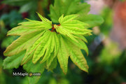 - Acer circinatum 'Baby Buttons' Dwarf Japanese Maple - Mr Maple │ Buy Japanese Maple Trees