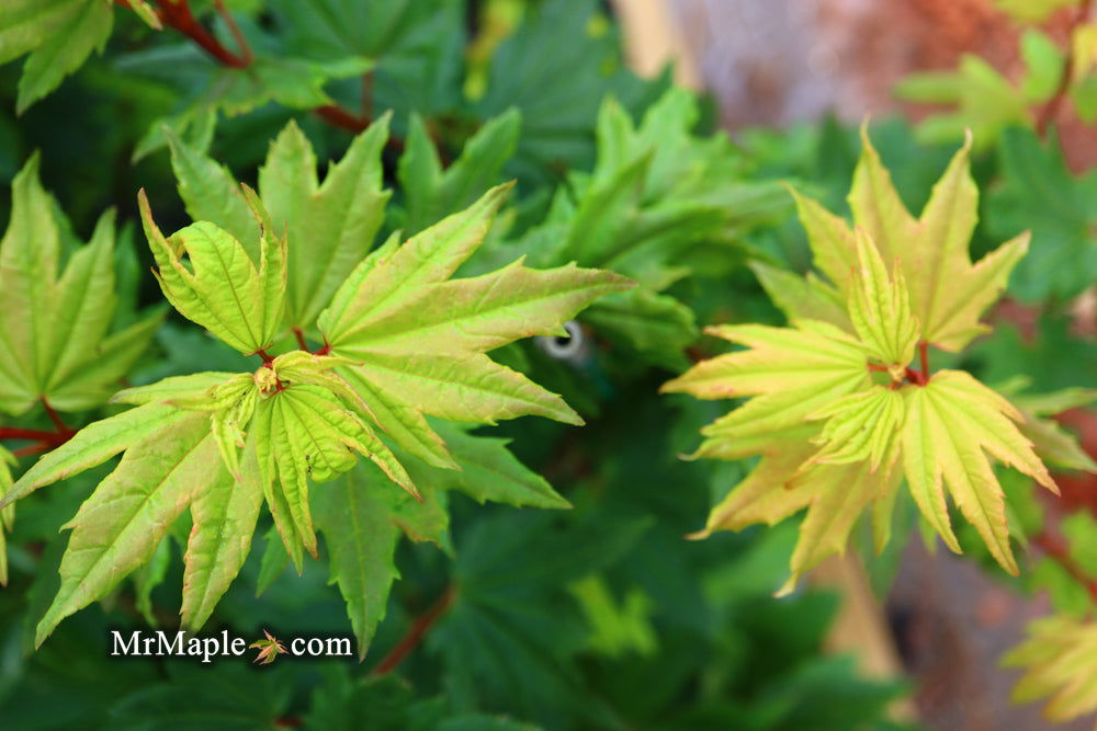 Buy Acer circinatum 'Baby Buttons' Dwarf Japanese Maple — Mr Maple