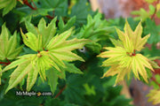 - Acer circinatum 'Baby Buttons' Dwarf Japanese Maple - Mr Maple │ Buy Japanese Maple Trees