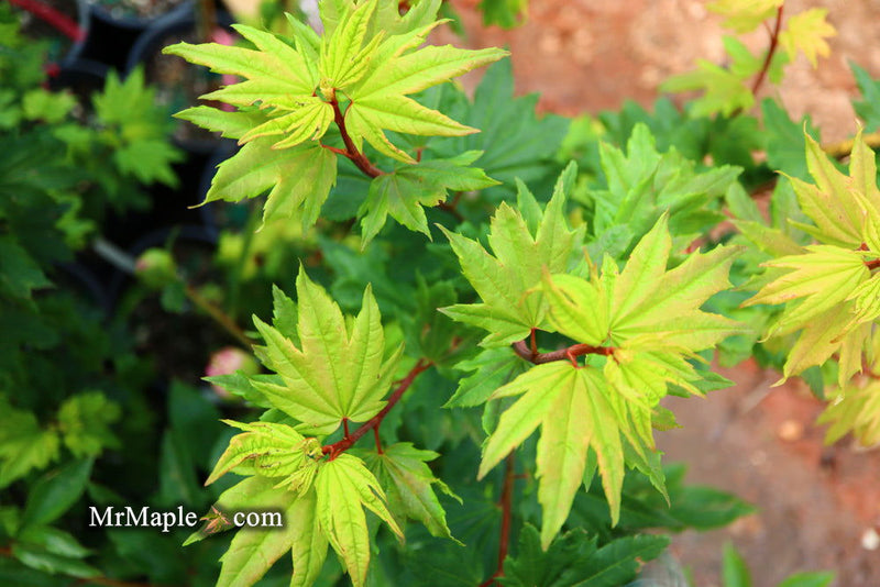 - Acer circinatum 'Baby Buttons' Dwarf Japanese Maple - Mr Maple │ Buy Japanese Maple Trees