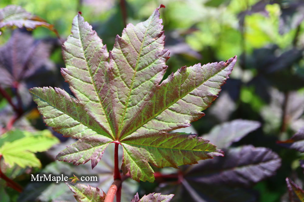 メープルページ♡ Buy Acer circinatum 'Burgundy Jewel' Japanese Maple — Mr Maple