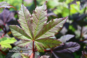 - Acer circinatum 'Burgundy Jewel' Japanese Maple - Mr Maple │ Buy Japanese Maple Trees