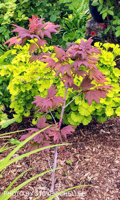 - Acer circinatum 'Burgundy Jewel' Japanese Maple - Mr Maple │ Buy Japanese Maple Trees