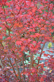 - Acer circinatum 'Burgundy Jewel' Japanese Maple - Mr Maple │ Buy Japanese Maple Trees