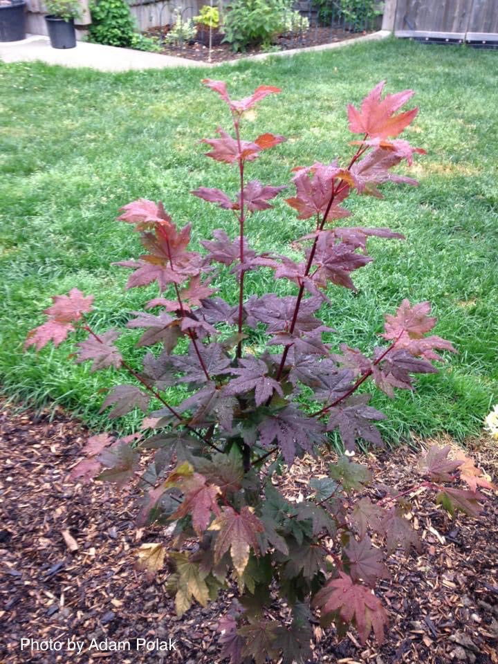 - Acer circinatum 'Burgundy Jewel' Japanese Maple - Mr Maple │ Buy Japanese Maple Trees