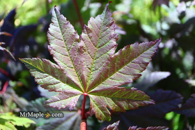 - Acer circinatum 'Burgundy Jewel' Japanese Maple - Mr Maple │ Buy Japanese Maple Trees