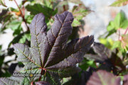 - Acer circinatum 'Burgundy Jewel' Japanese Maple - Mr Maple │ Buy Japanese Maple Trees