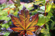 - Acer circinatum 'Burgundy Jewel' Japanese Maple - Mr Maple │ Buy Japanese Maple Trees