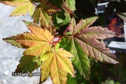 - Acer circinatum 'Burgundy Jewel' Japanese Maple - Mr Maple │ Buy Japanese Maple Trees