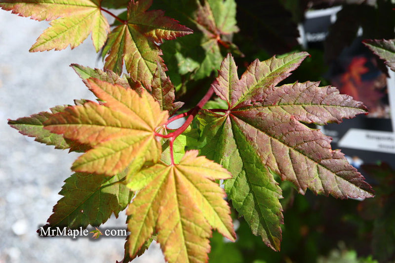 - Acer circinatum 'Burgundy Jewel' Japanese Maple - Mr Maple │ Buy Japanese Maple Trees