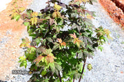 - Acer circinatum 'Burgundy Jewel' Japanese Maple - Mr Maple │ Buy Japanese Maple Trees
