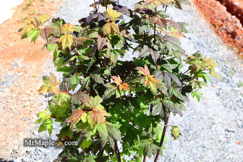 - Acer circinatum 'Burgundy Jewel' Japanese Maple - Mr Maple │ Buy Japanese Maple Trees