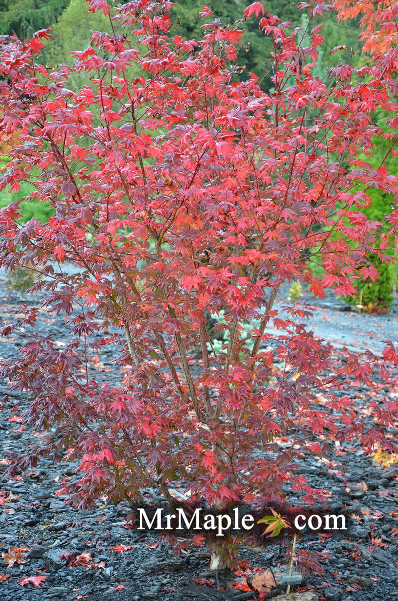 - Acer circinatum 'Burgundy Jewel' Japanese Maple - Mr Maple │ Buy Japanese Maple Trees