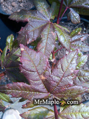 - Acer circinatum 'Burgundy Jewel' Japanese Maple - Mr Maple │ Buy Japanese Maple Trees