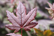 - Acer circinatum 'Burgundy Jewel' Japanese Maple - Mr Maple │ Buy Japanese Maple Trees