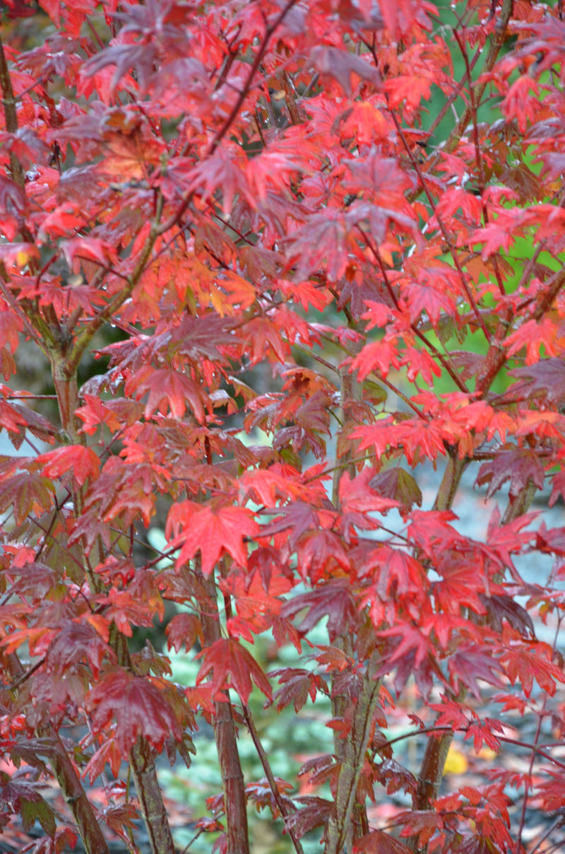 - Acer circinatum 'Burgundy Jewel' Japanese Maple - Mr Maple │ Buy Japanese Maple Trees