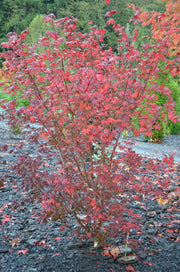 - Acer circinatum 'Burgundy Jewel' Japanese Maple - Mr Maple │ Buy Japanese Maple Trees