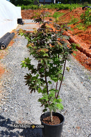 - Acer circinatum 'Burgundy Jewel' Japanese Maple - Mr Maple │ Buy Japanese Maple Trees