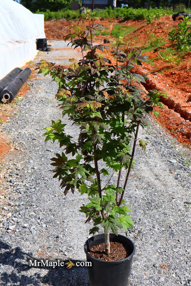 - Acer circinatum 'Burgundy Jewel' Japanese Maple - Mr Maple │ Buy Japanese Maple Trees