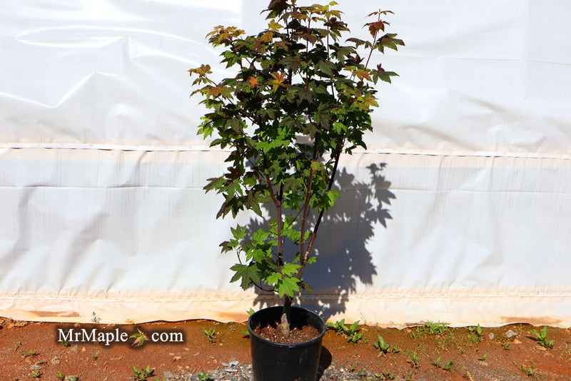 - Acer circinatum 'Burgundy Jewel' Japanese Maple - Mr Maple │ Buy Japanese Maple Trees
