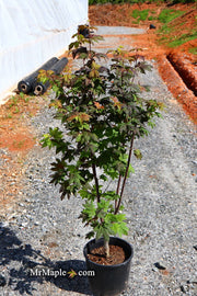 - Acer circinatum 'Burgundy Jewel' Japanese Maple - Mr Maple │ Buy Japanese Maple Trees