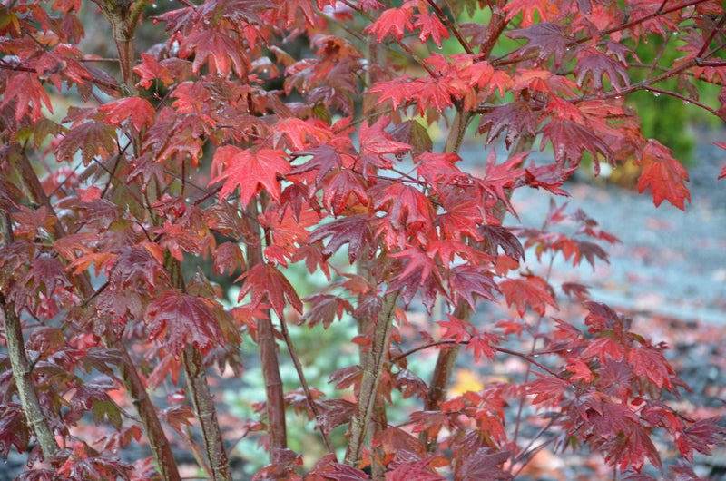 - Acer circinatum 'Burgundy Jewel' Japanese Maple - Mr Maple │ Buy Japanese Maple Trees