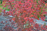 - Acer circinatum 'Burgundy Jewel' Japanese Maple - Mr Maple │ Buy Japanese Maple Trees