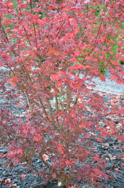 - Acer circinatum 'Burgundy Jewel' Japanese Maple - Mr Maple │ Buy Japanese Maple Trees