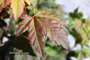 - Acer circinatum 'Burgundy Jewel' Japanese Maple - Mr Maple │ Buy Japanese Maple Trees