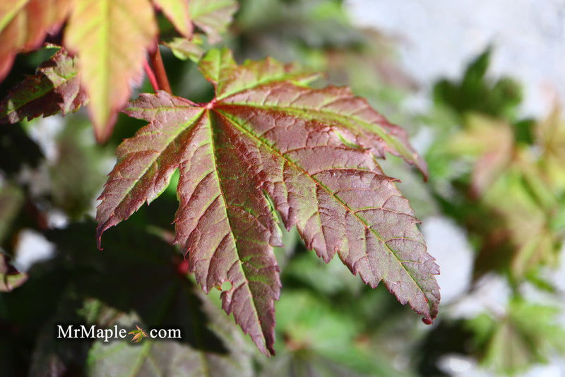 - Acer circinatum 'Burgundy Jewel' Japanese Maple - Mr Maple │ Buy Japanese Maple Trees