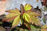 - Acer circinatum 'Burgundy Jewel' Japanese Maple - Mr Maple │ Buy Japanese Maple Trees