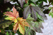 - Acer circinatum 'Burgundy Jewel' Japanese Maple - Mr Maple │ Buy Japanese Maple Trees