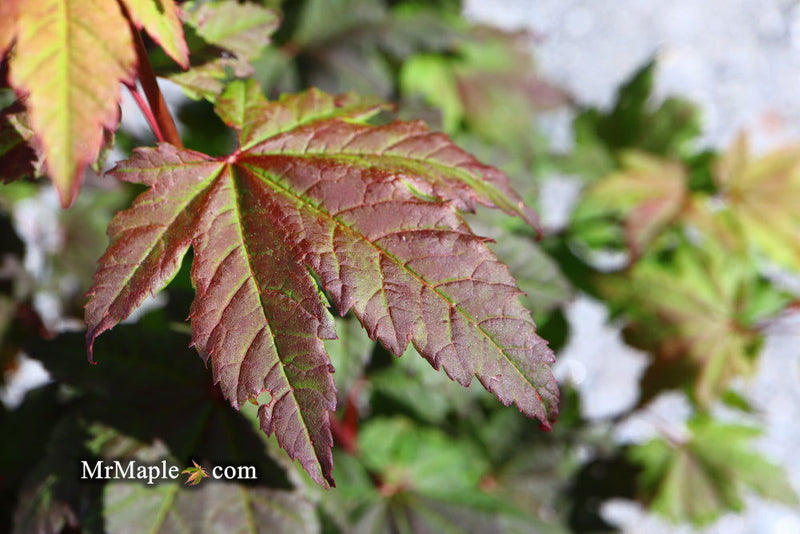 - Acer circinatum 'Burgundy Jewel' Japanese Maple - Mr Maple │ Buy Japanese Maple Trees