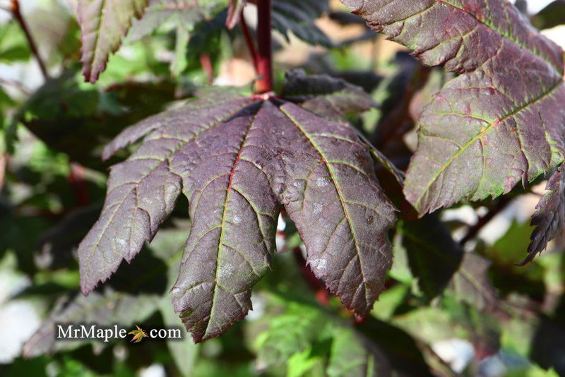 - Acer circinatum 'Burgundy Jewel' Japanese Maple - Mr Maple │ Buy Japanese Maple Trees