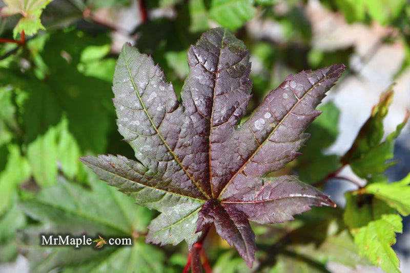 - Acer circinatum 'Burgundy Jewel' Japanese Maple - Mr Maple │ Buy Japanese Maple Trees