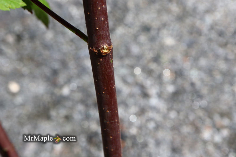 - Acer circinatum 'Burgundy Jewel' Japanese Maple - Mr Maple │ Buy Japanese Maple Trees