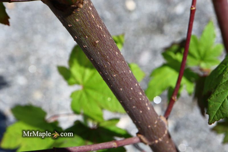- Acer circinatum 'Burgundy Jewel' Japanese Maple - Mr Maple │ Buy Japanese Maple Trees