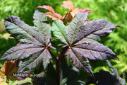 - Acer circinatum 'Burgundy Jewel' Japanese Maple - Mr Maple │ Buy Japanese Maple Trees