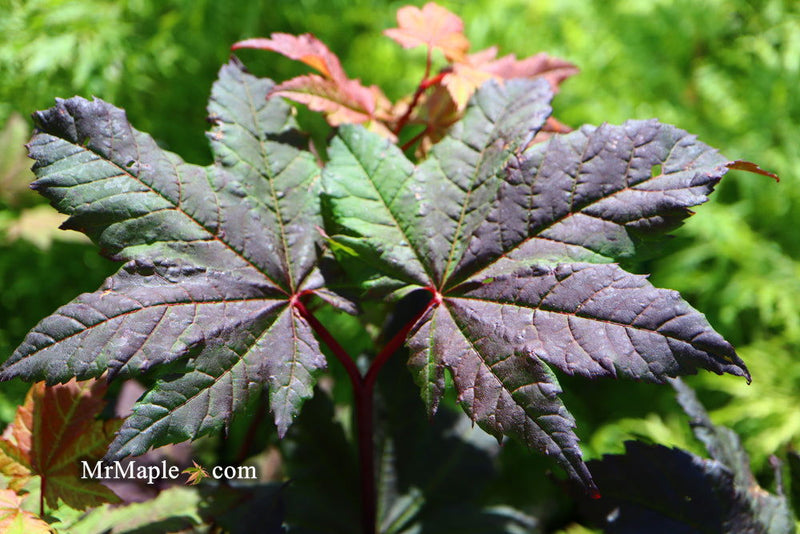 - Acer circinatum 'Burgundy Jewel' Japanese Maple - Mr Maple │ Buy Japanese Maple Trees