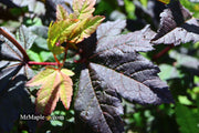 - Acer circinatum 'Burgundy Jewel' Japanese Maple - Mr Maple │ Buy Japanese Maple Trees