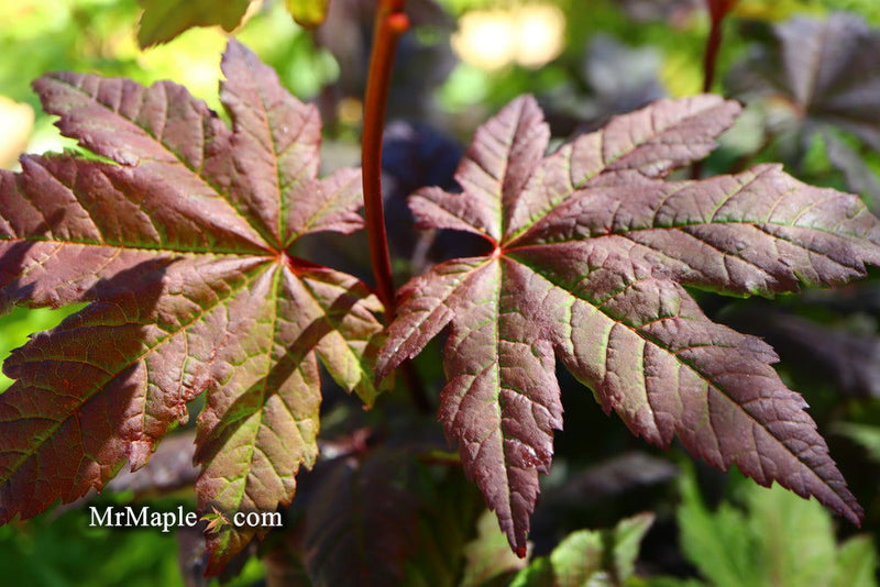 - Acer circinatum 'Burgundy Jewel' Japanese Maple - Mr Maple │ Buy Japanese Maple Trees