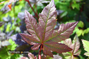 - Acer circinatum 'Burgundy Jewel' Japanese Maple - Mr Maple │ Buy Japanese Maple Trees