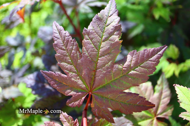 - Acer circinatum 'Burgundy Jewel' Japanese Maple - Mr Maple │ Buy Japanese Maple Trees