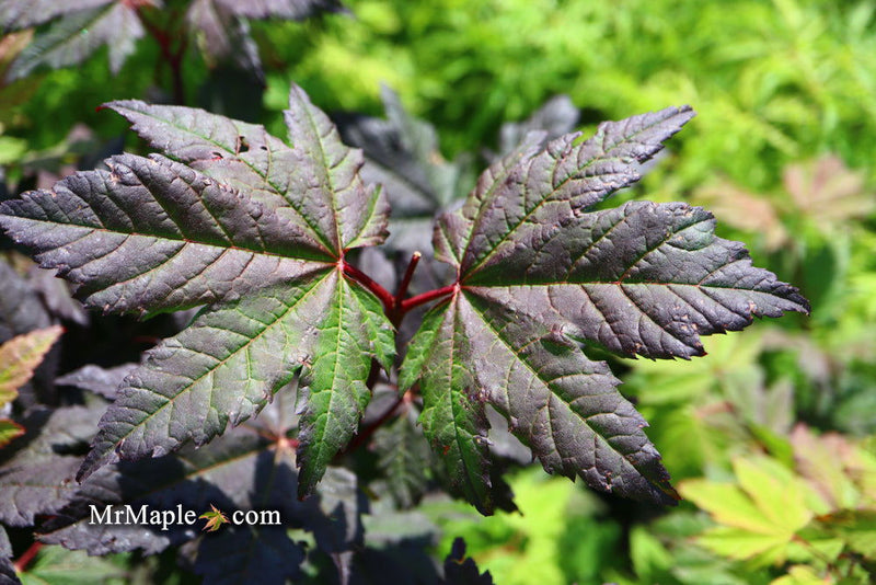 - Acer circinatum 'Burgundy Jewel' Japanese Maple - Mr Maple │ Buy Japanese Maple Trees